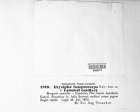 Phyllactinia fraxini image